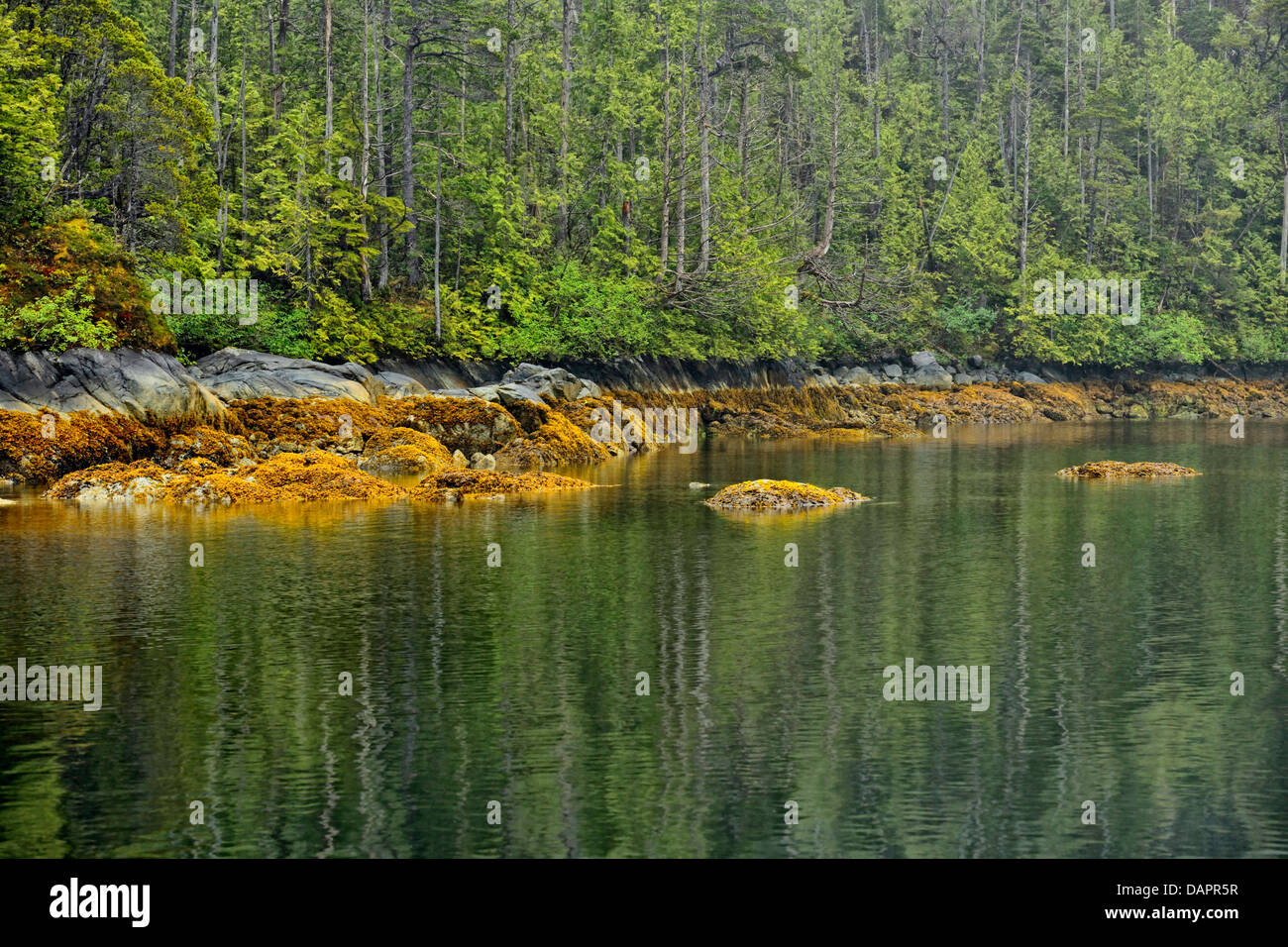 Equinox Cove et réflexions du rivage à marée basse Haida Gwaii Queen Charlotte Islands British Columbia Canada Banque D'Images