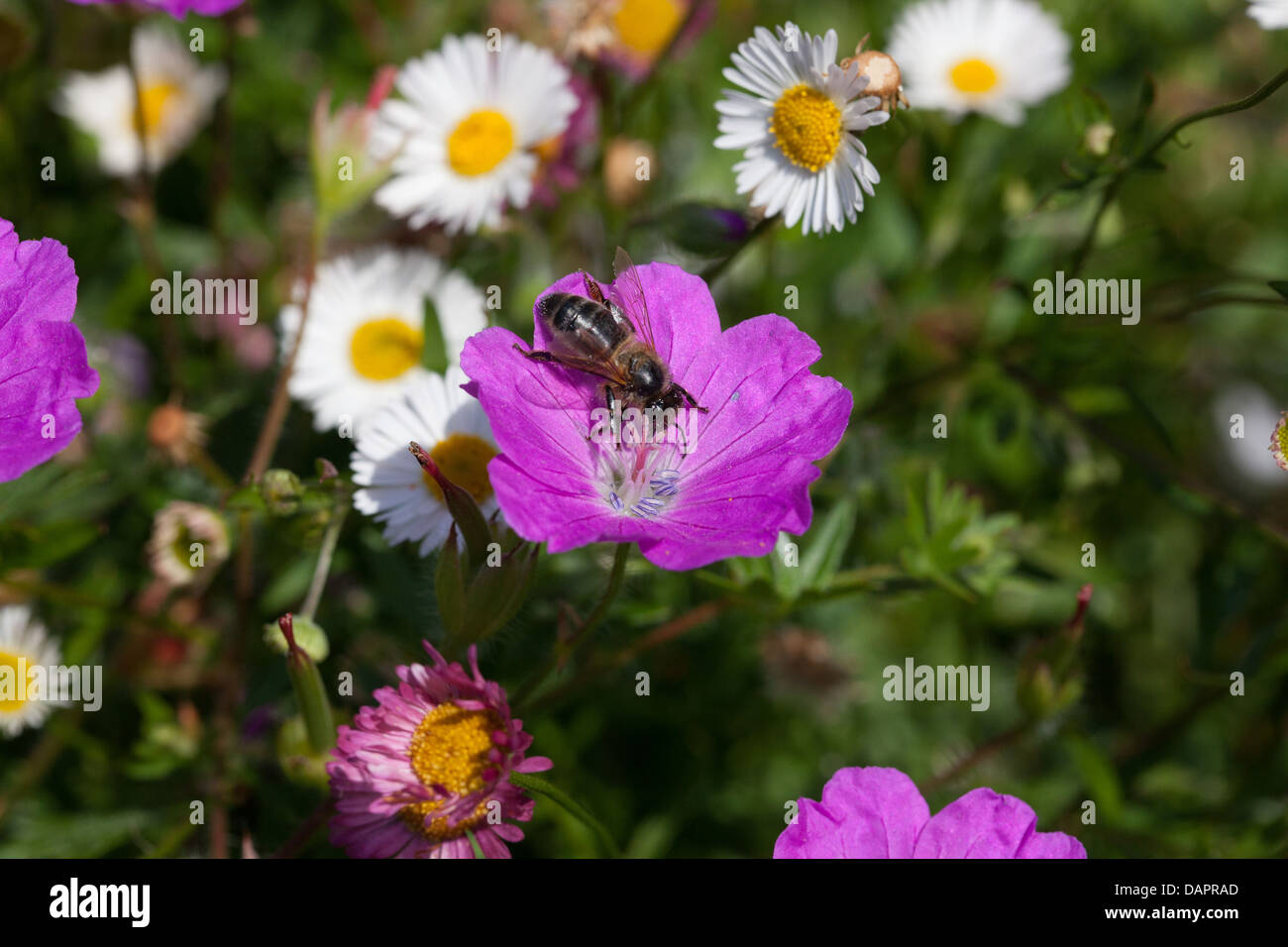 Abeille sur nourriture fleur de géranium pourpre dans le jardin au printemps Banque D'Images