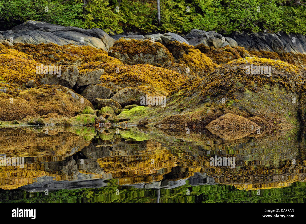 Equinox Cove avec réflexions du rivage à marée basse Haida Gwaii Haanas Gwaii Queen Charlotte Islands NP British Columbia Canada Banque D'Images