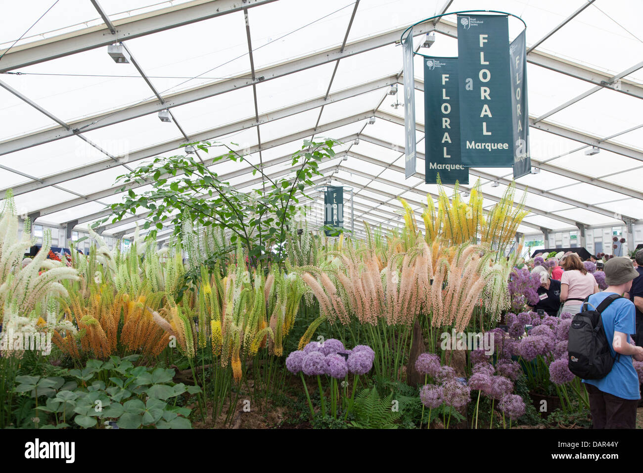 Vue intérieure du chapiteau Floral au Hampton Court Flower Show 2013 avec Eremus et Allium fleurs en premier plan Banque D'Images