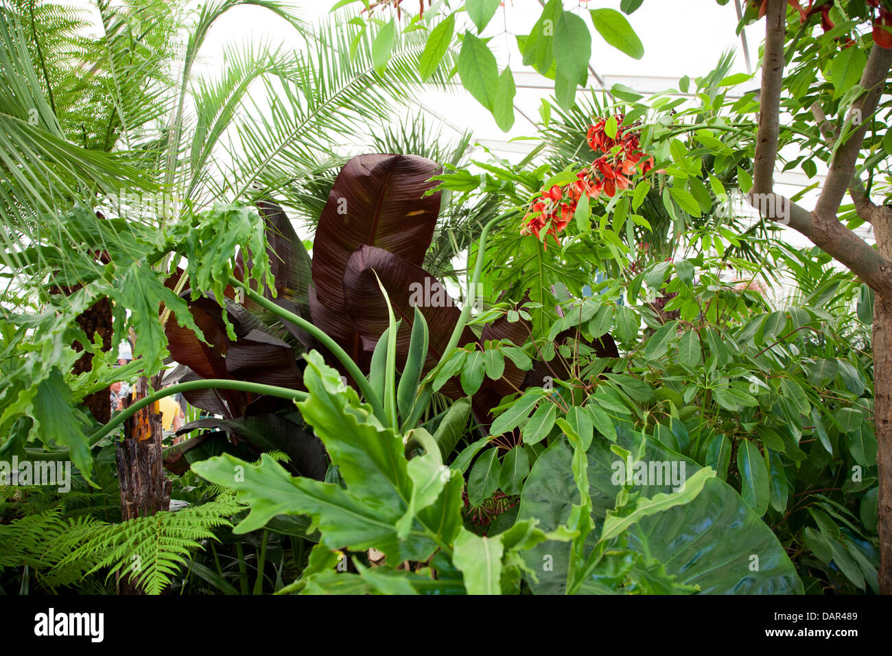 Les régions tropicales et sous-tropicales plantes dans le Floral Chapiteau au Hampton Court Flower Show 2013 Banque D'Images