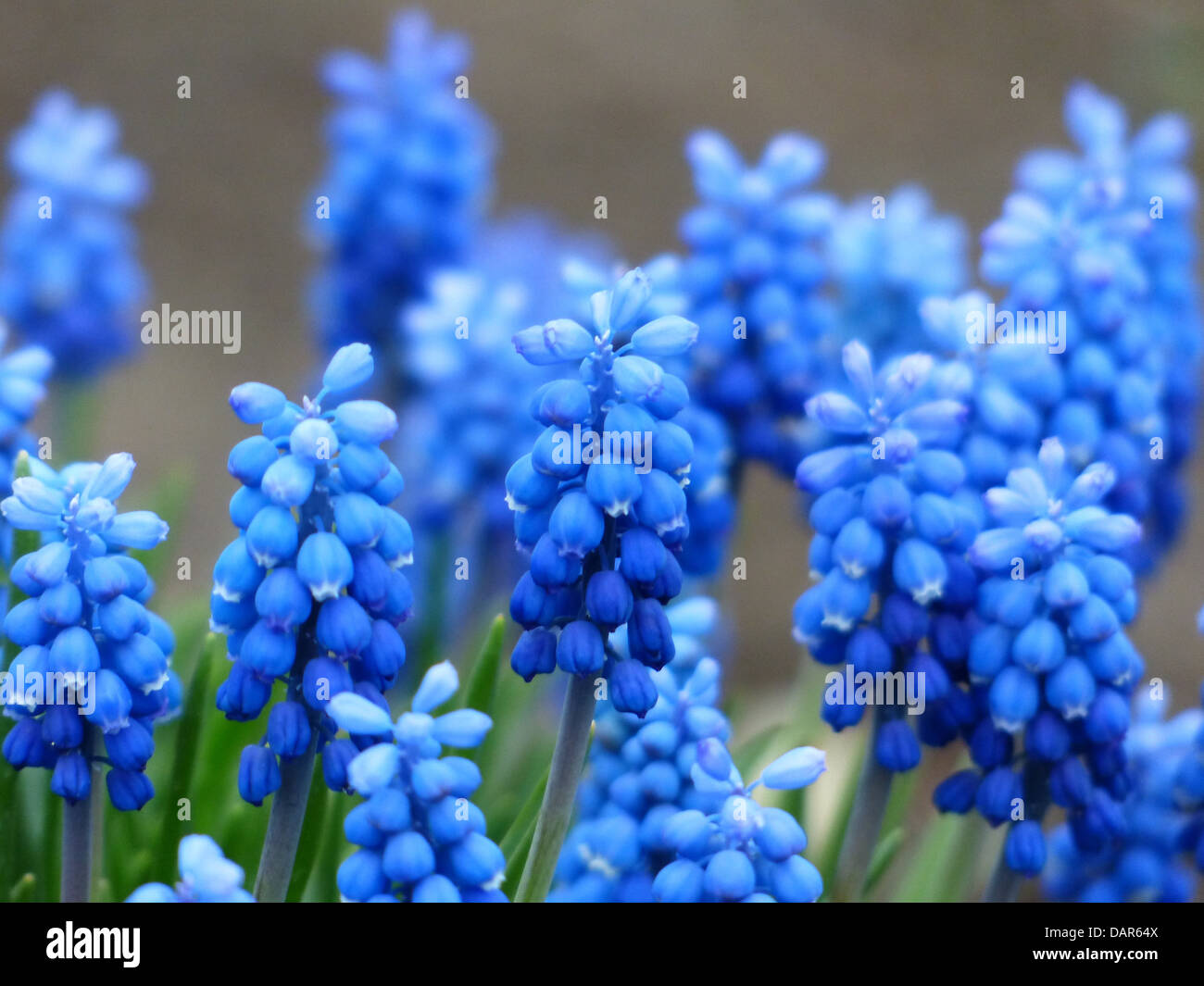 Common grape hyacinth muscari fleur bleu Banque D'Images