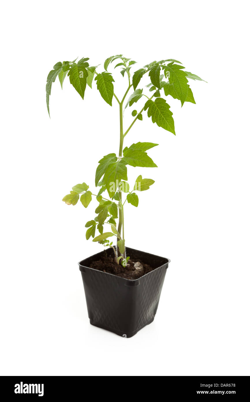 Des plantules de tomate plante avec fond blanc Banque D'Images