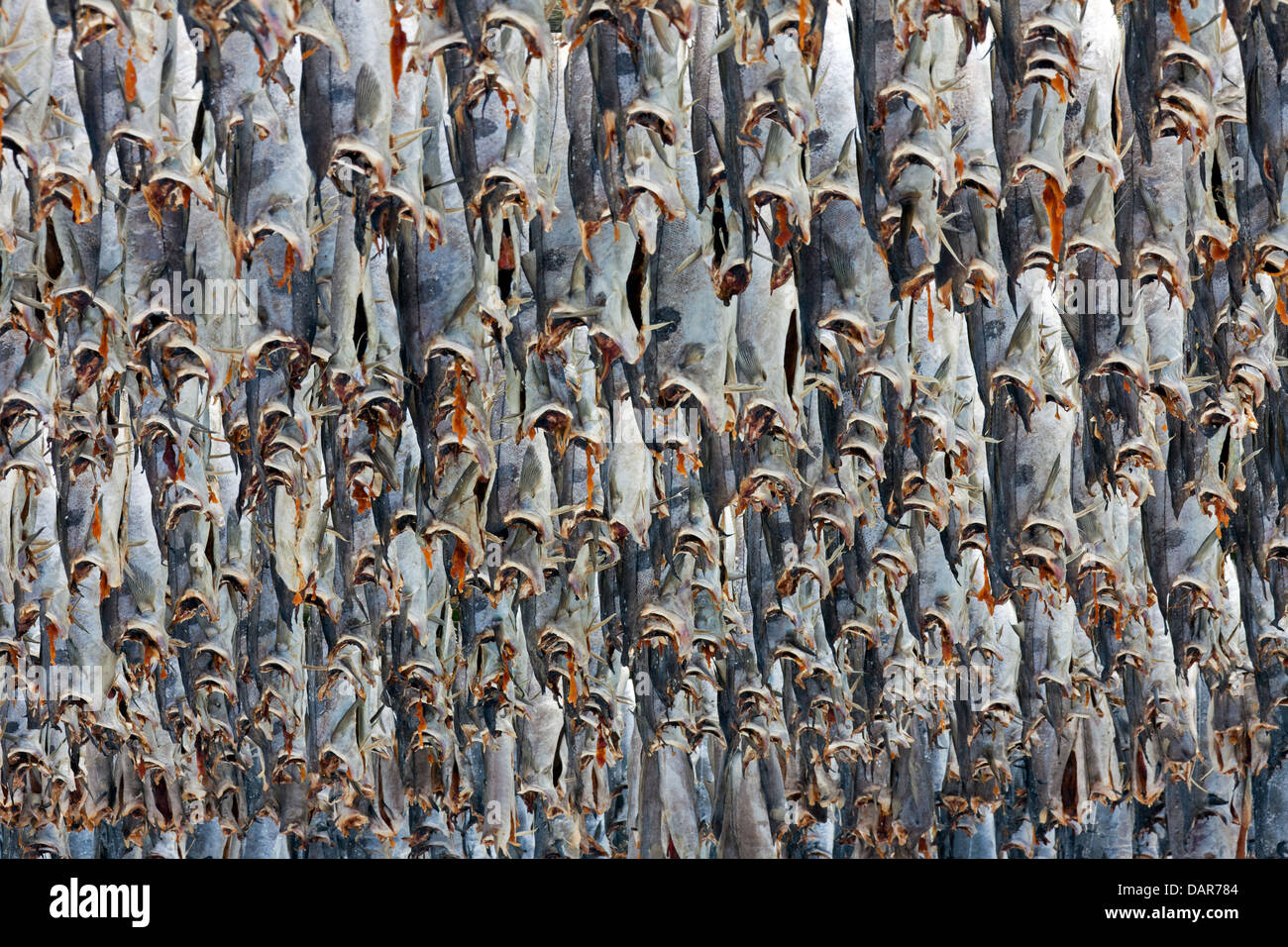 La morue (Gadus morhua) séchage comme stockfish sur racks en bois / hjell de vendre le poisson séché, Lofoten, Norvège, Scandinavie Banque D'Images