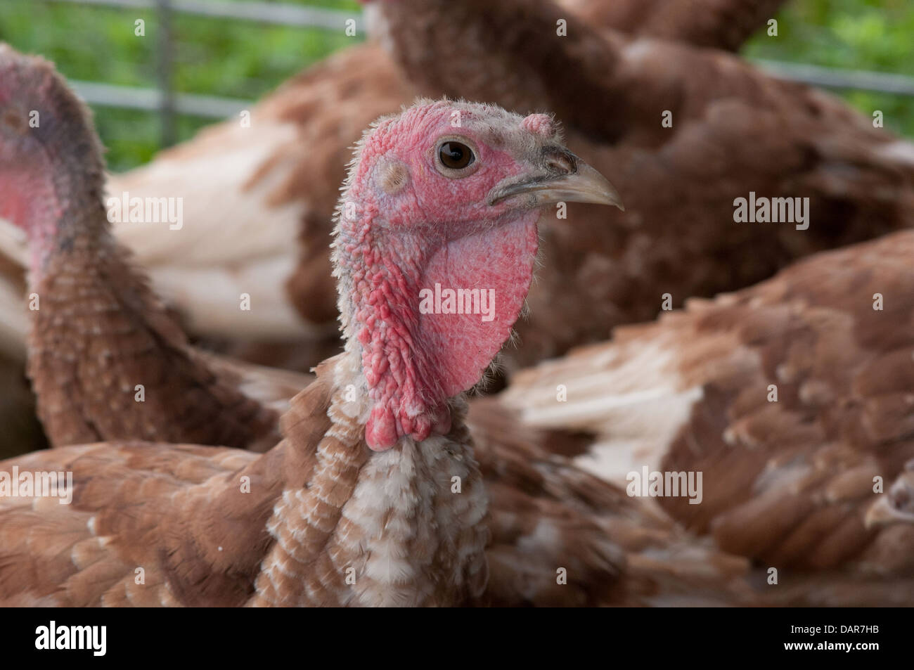 Dindons à griller paître sur les pâturages biologiques et vivent dans des enclos les protéger des prédateurs, la lumière directe du soleil, et le vent à Nick's Organic Farm en Juillet 12, 2013 à Adamstown, MD. Banque D'Images