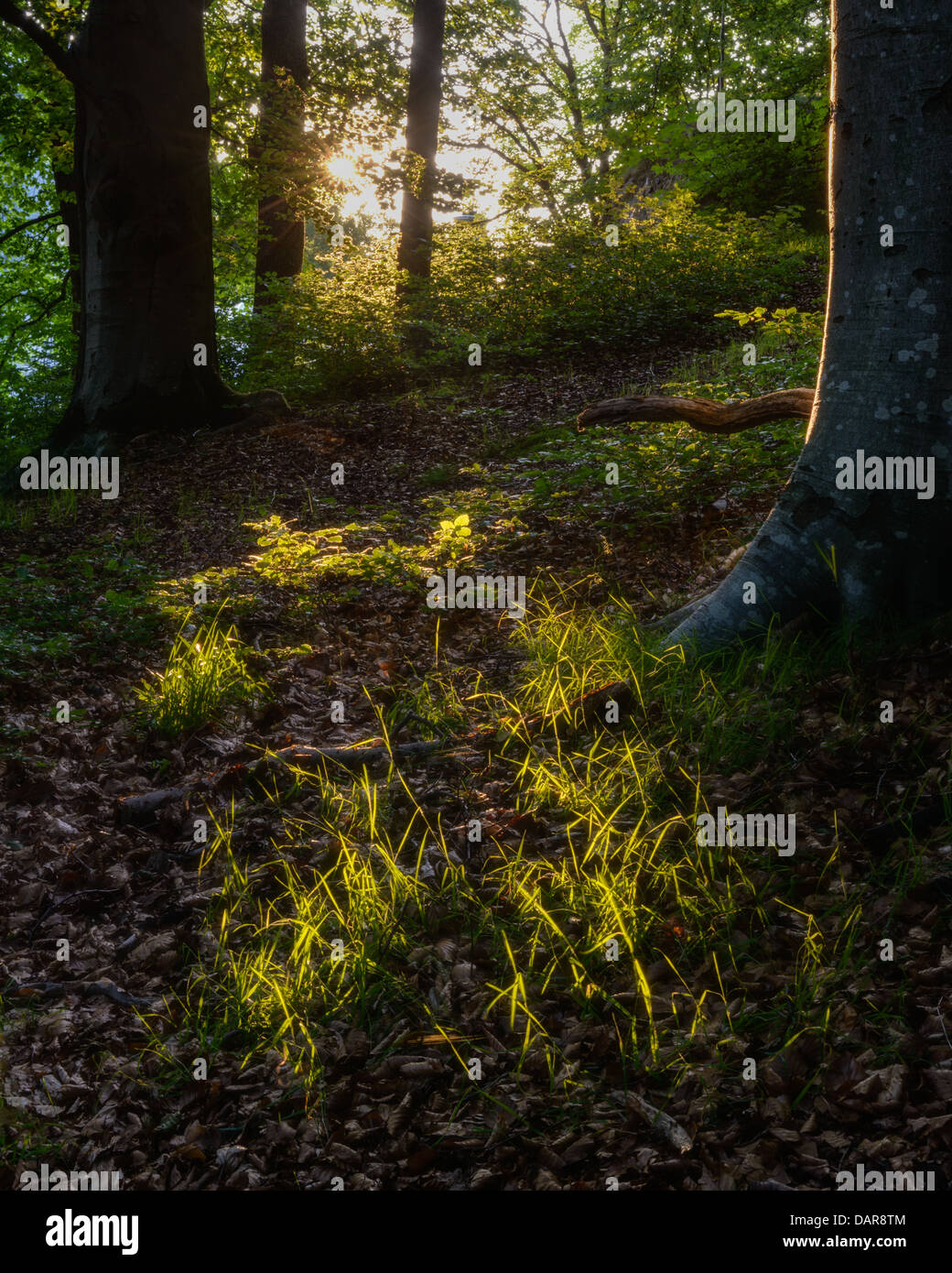 La lumière du soleil en forêt, Mölnlycke, Suède Banque D'Images