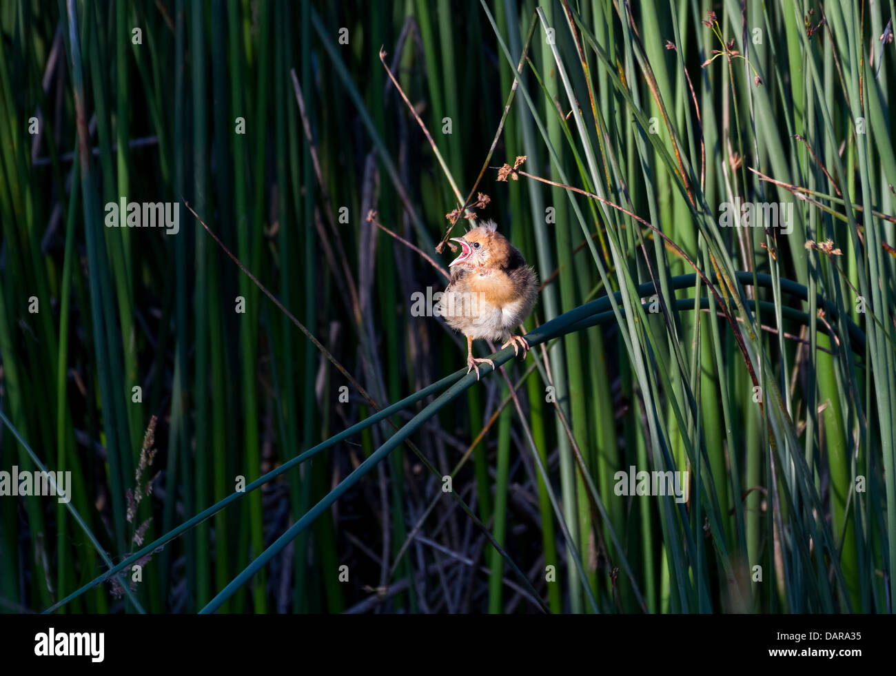 Carouge jeune oiseau jaune Banque D'Images