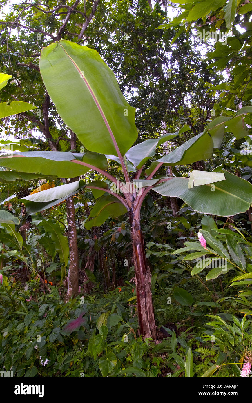 Plante banane St Lucia Banque D'Images