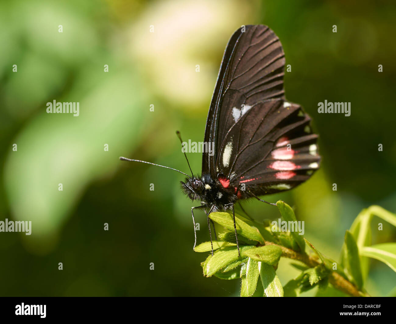 Papillon noir sur une branche Banque D'Images