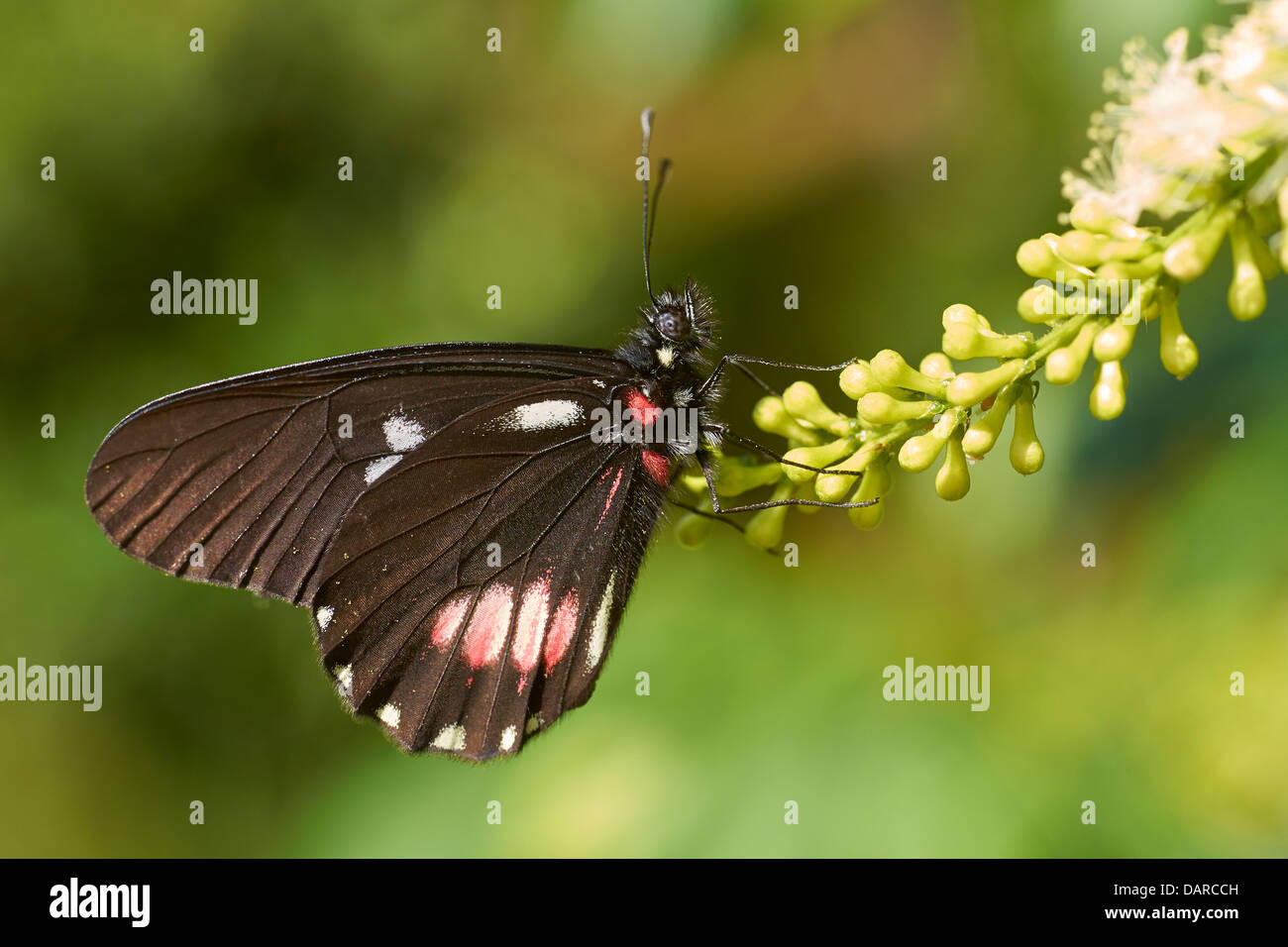 Papillon sur une fleur noire Banque D'Images