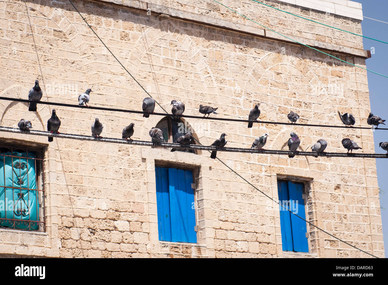 Israël Tel Aviv Jaffa Yafo pigeons oiseaux posés sur des fils électriques Câbles Banque D'Images