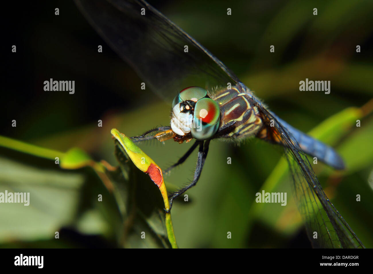 Une libellule bleue avec bijou comme yeux composés repose sur une branche tout en se nourrissant d'un petit insecte. Banque D'Images