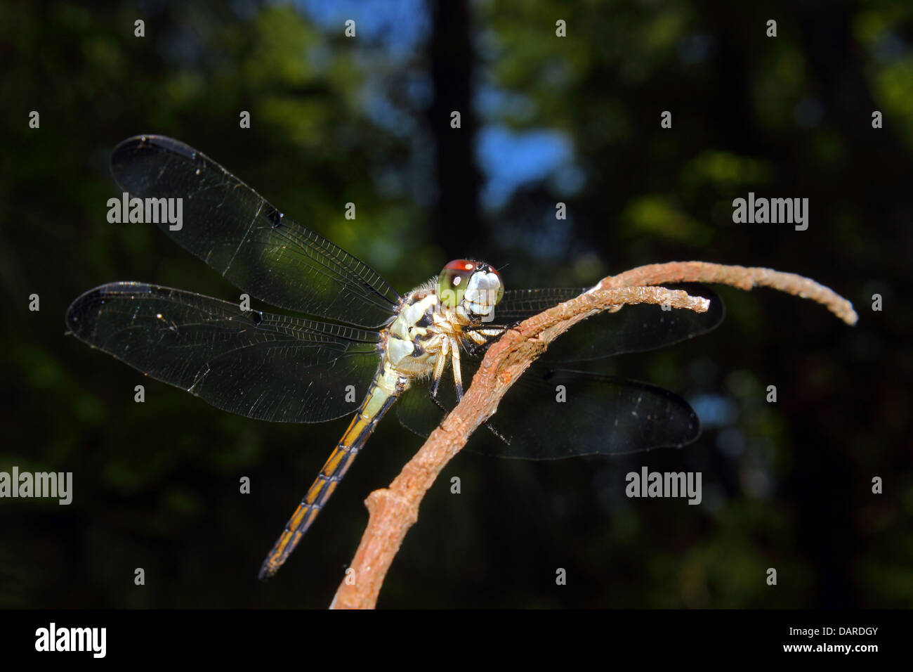 Une vue complète d'une belle couleur vive et perchoirs libellule sur une branche. Banque D'Images