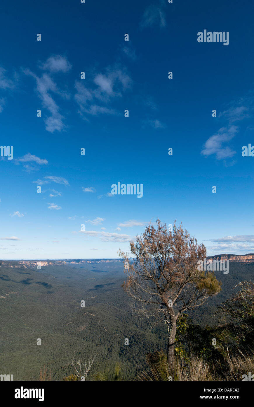 Un arbre indigène avec vue sur la vallée Jamison, au Point Sublime, Blue Mountains, Australie Banque D'Images