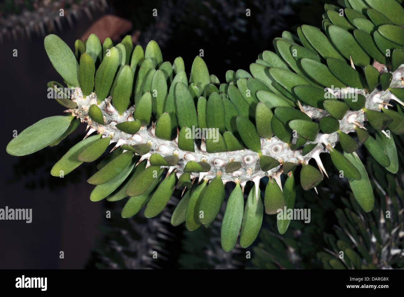 Close-up de feuilles et de la tige de la Couronne d'Épines du Christ Christ// l'usine Thorn épines montrant - Euphorbia milii - Famille Euphorbiace Banque D'Images