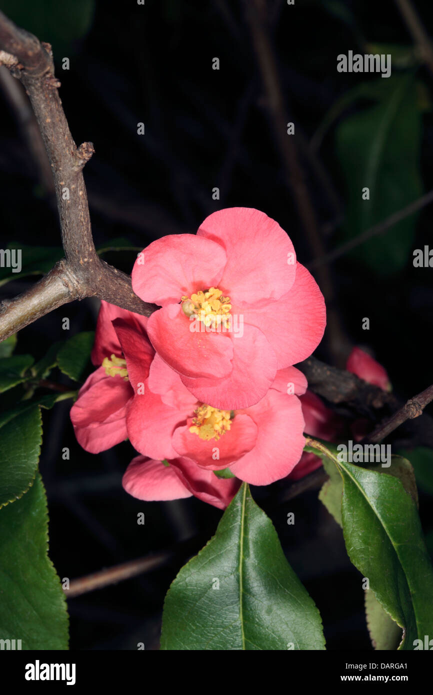 Close-up of Japanese Quince flowers - Chaenomeles speciosa / C. japonica- Famille Rosaceae Banque D'Images