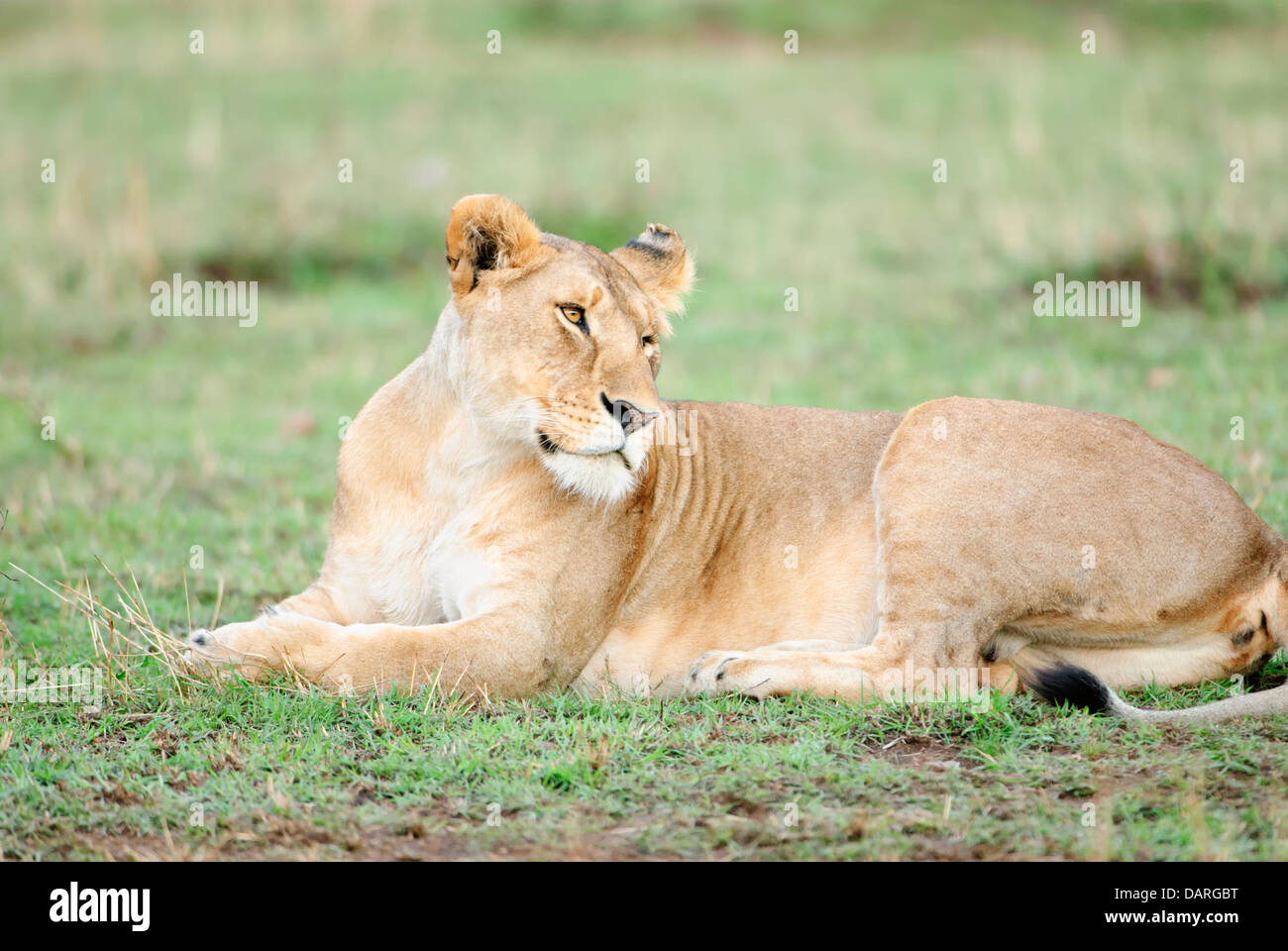 Une lionne sur le Masai Mara au Kenya. Banque D'Images