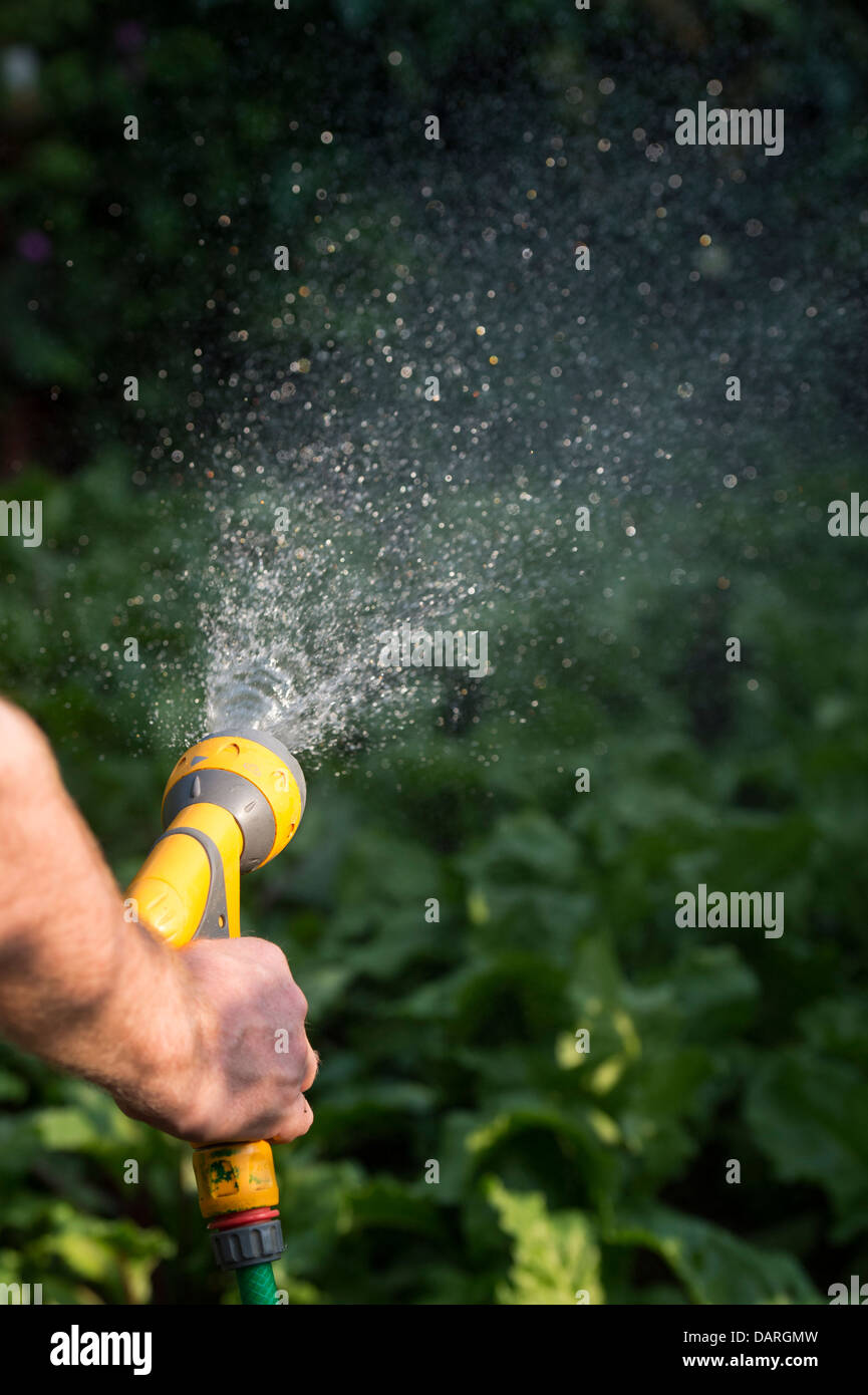 L'arrosage du jardin avec un arrosage. L'Angleterre Banque D'Images