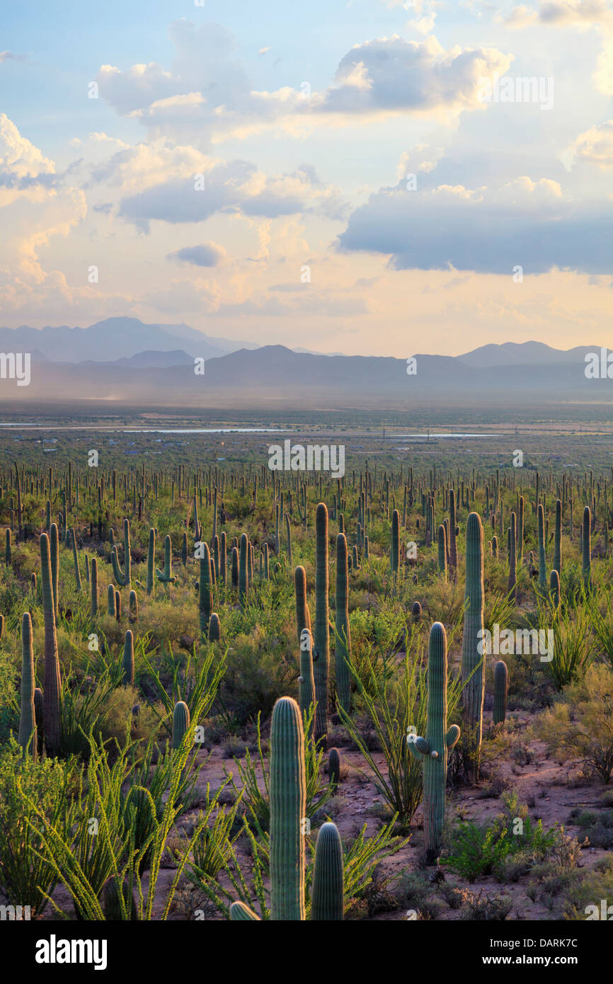 USA, Arizona, Tucson, Saguaro National Park Banque D'Images