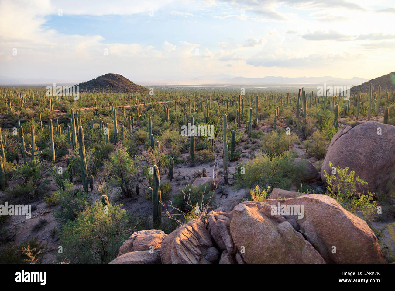USA, Arizona, Tucson, Saguaro National Park Banque D'Images