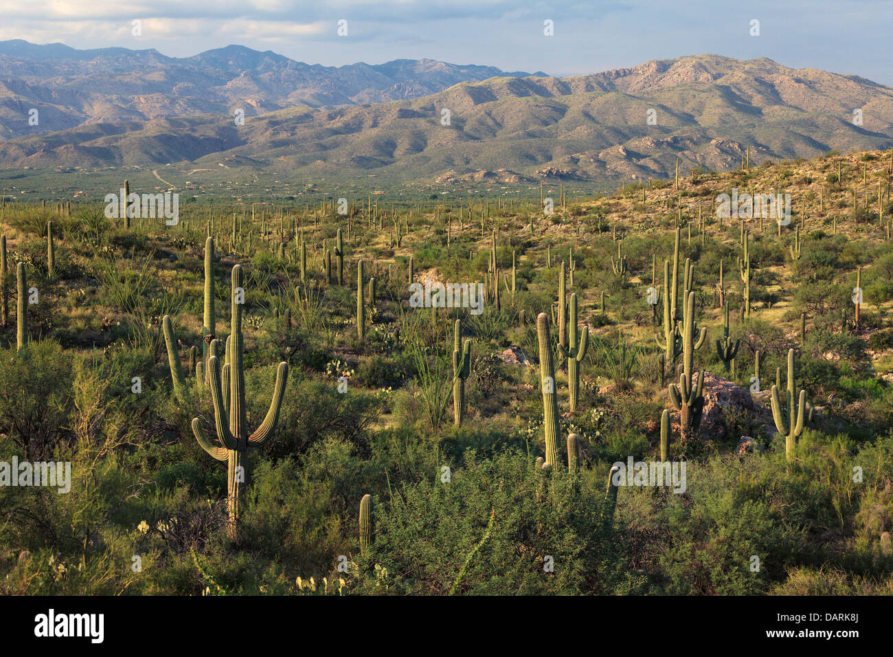 USA, Arizona, Tucson, Saguaro National Park Banque D'Images