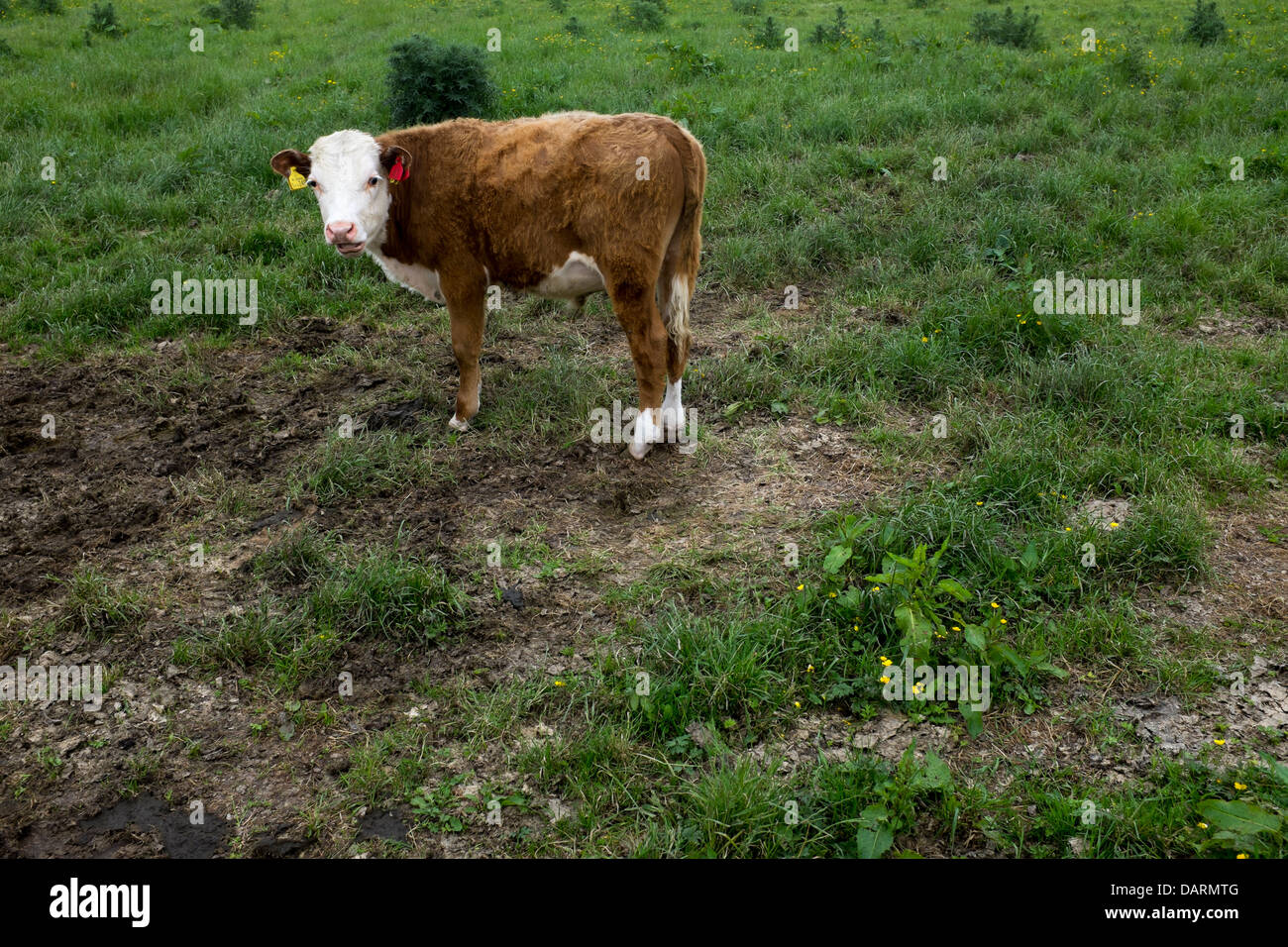 Dans le champ de la vache dans le Wiltshire Banque D'Images