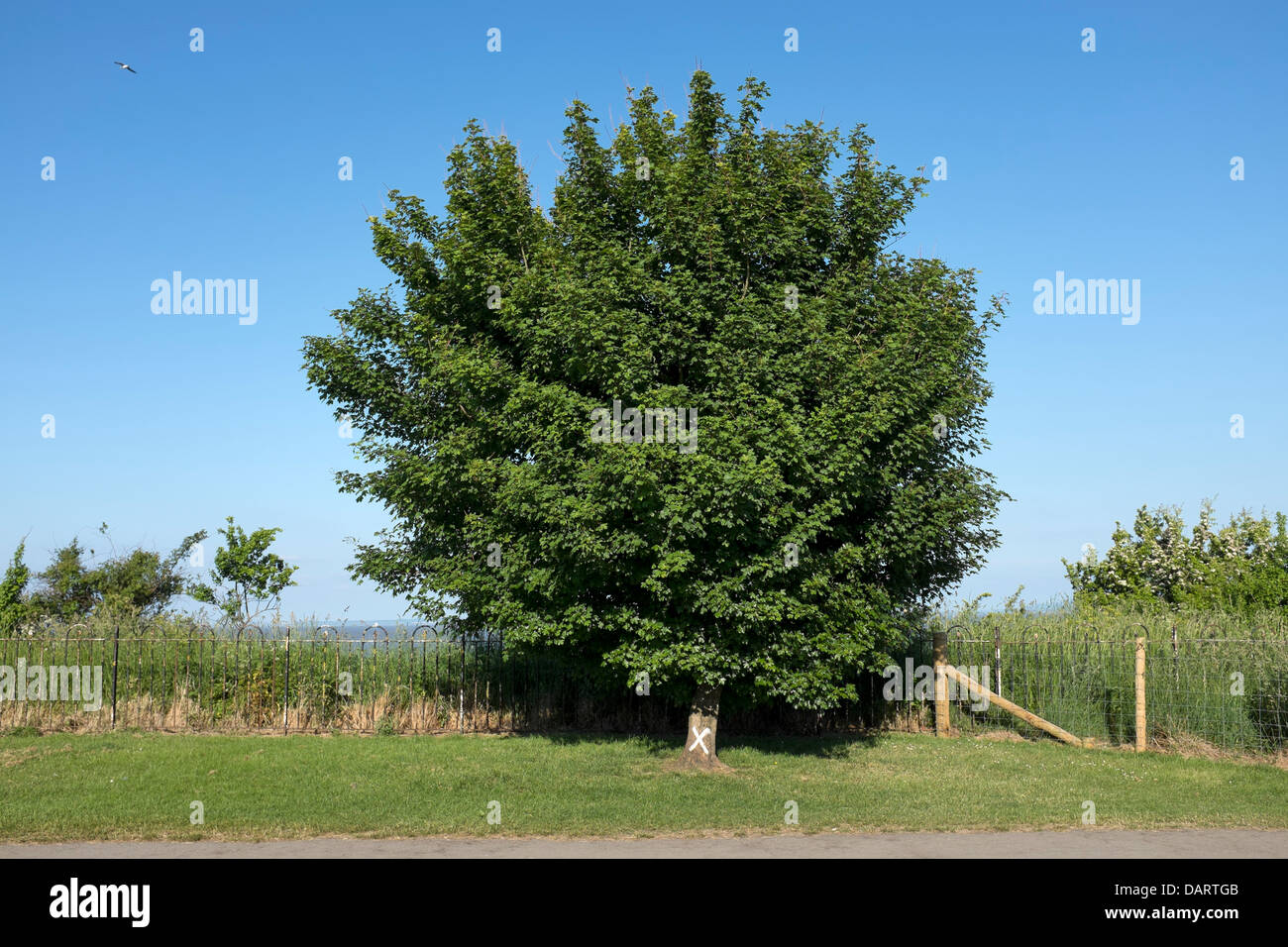 Marqués avec arbre marqueur X peint Banque D'Images