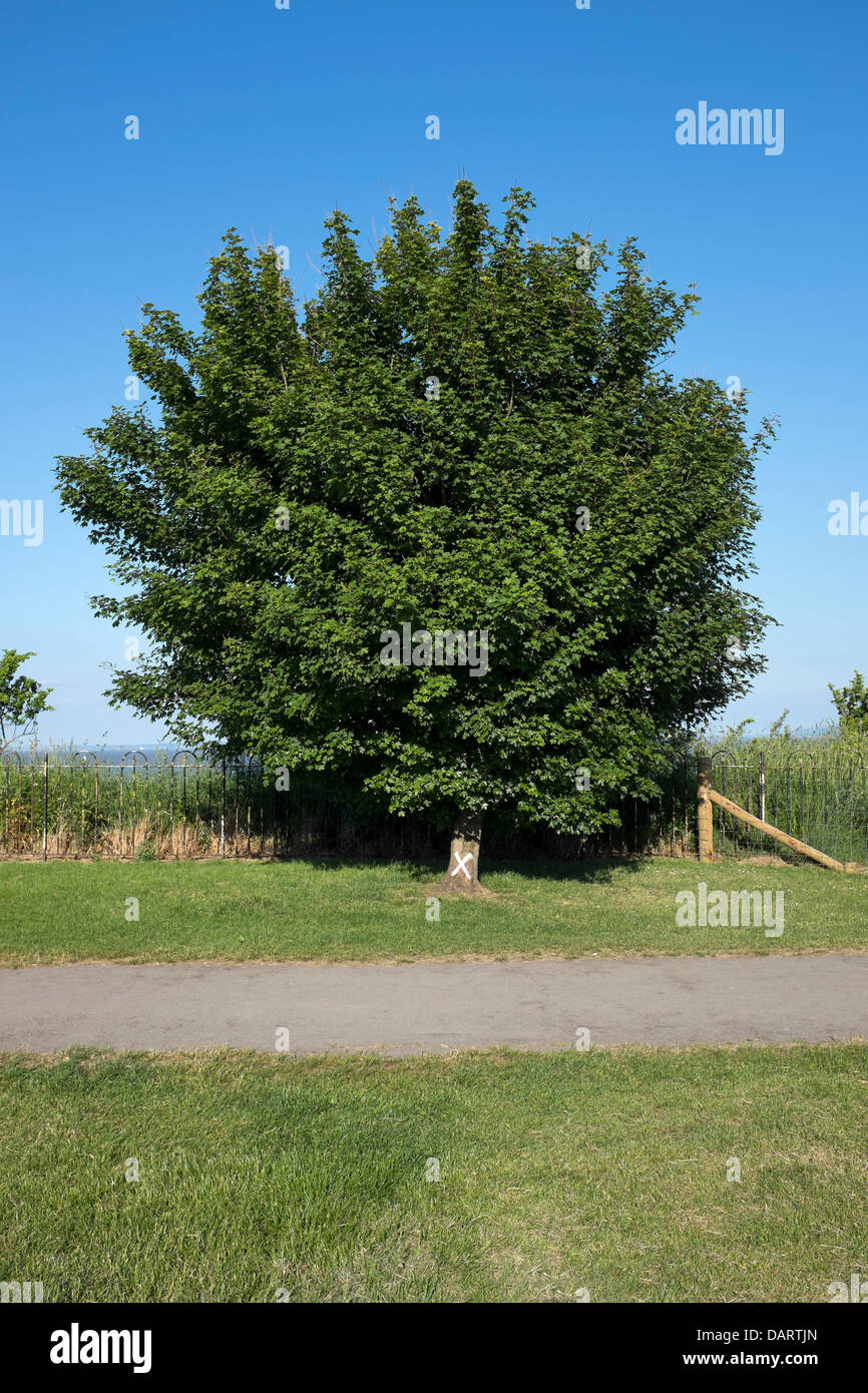 Marqués avec arbre marqueur X peint Banque D'Images