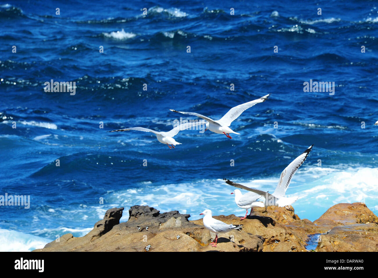 Mouettes Banque D'Images