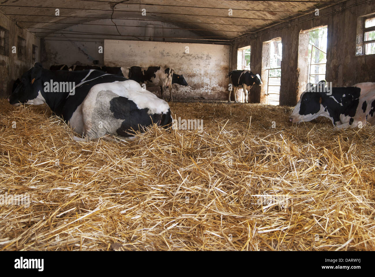 Les fermes d'animaux : vaches dans une étable Banque D'Images