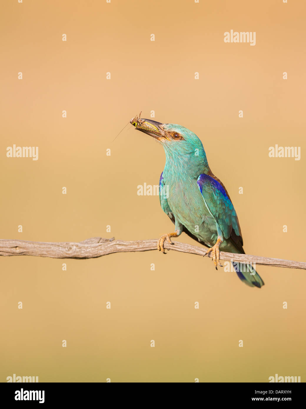 Rouleau sauvage européenne (Coracias garrulus) reposant sur une branche avec un insecte fraîchement pêché Banque D'Images