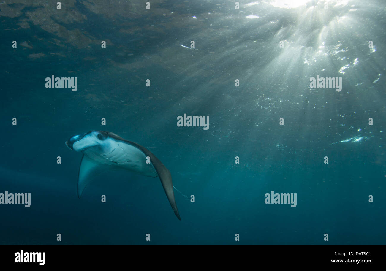 Manta (manta birostris) au début de la lumière du soleil du matin Banque D'Images