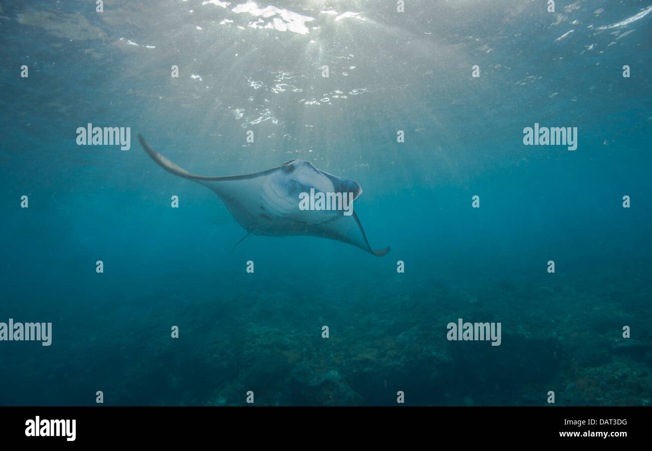 Manta (manta birostris) alimentation dans la lumière du soleil tôt le matin Banque D'Images