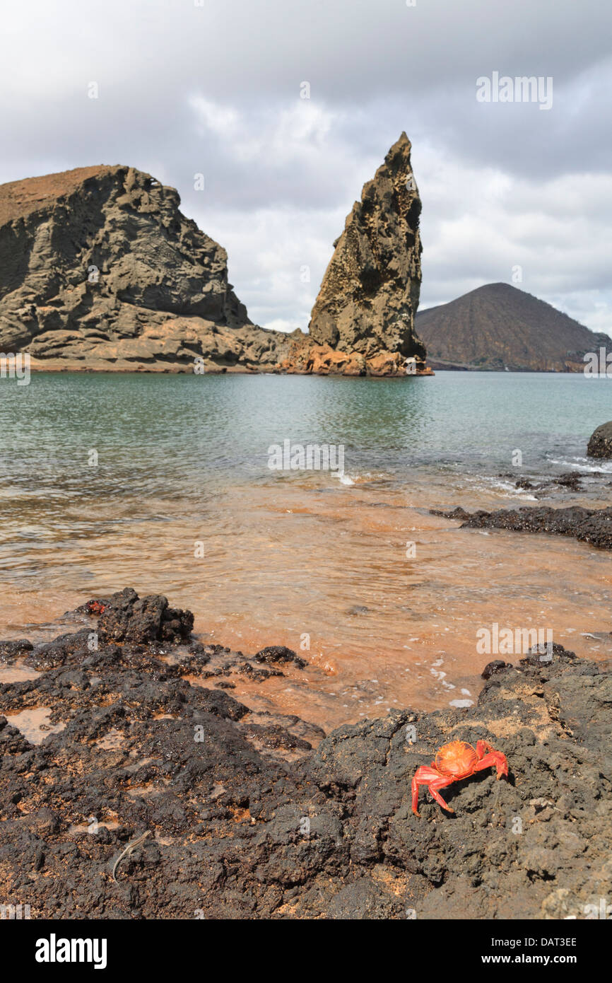 Sally Lightfoot Crab, Pinnacle Rock, Bartolome Island, îles Galapagos, Equateur Banque D'Images