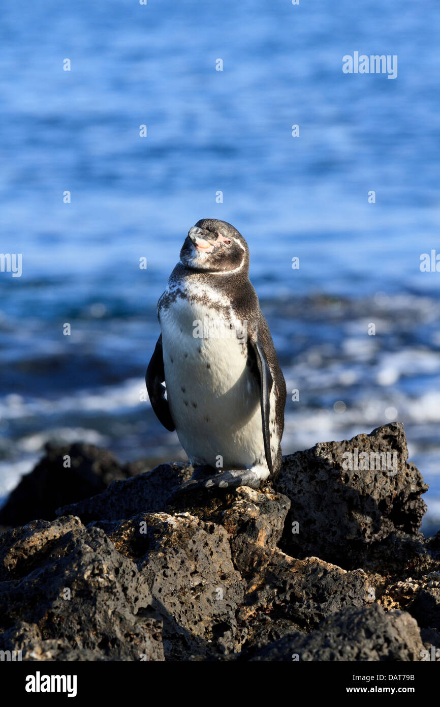 Spheniscus mendiculus manchot des Galapagos, Bartolome, Île, Îles Galapagos, Equateur Banque D'Images