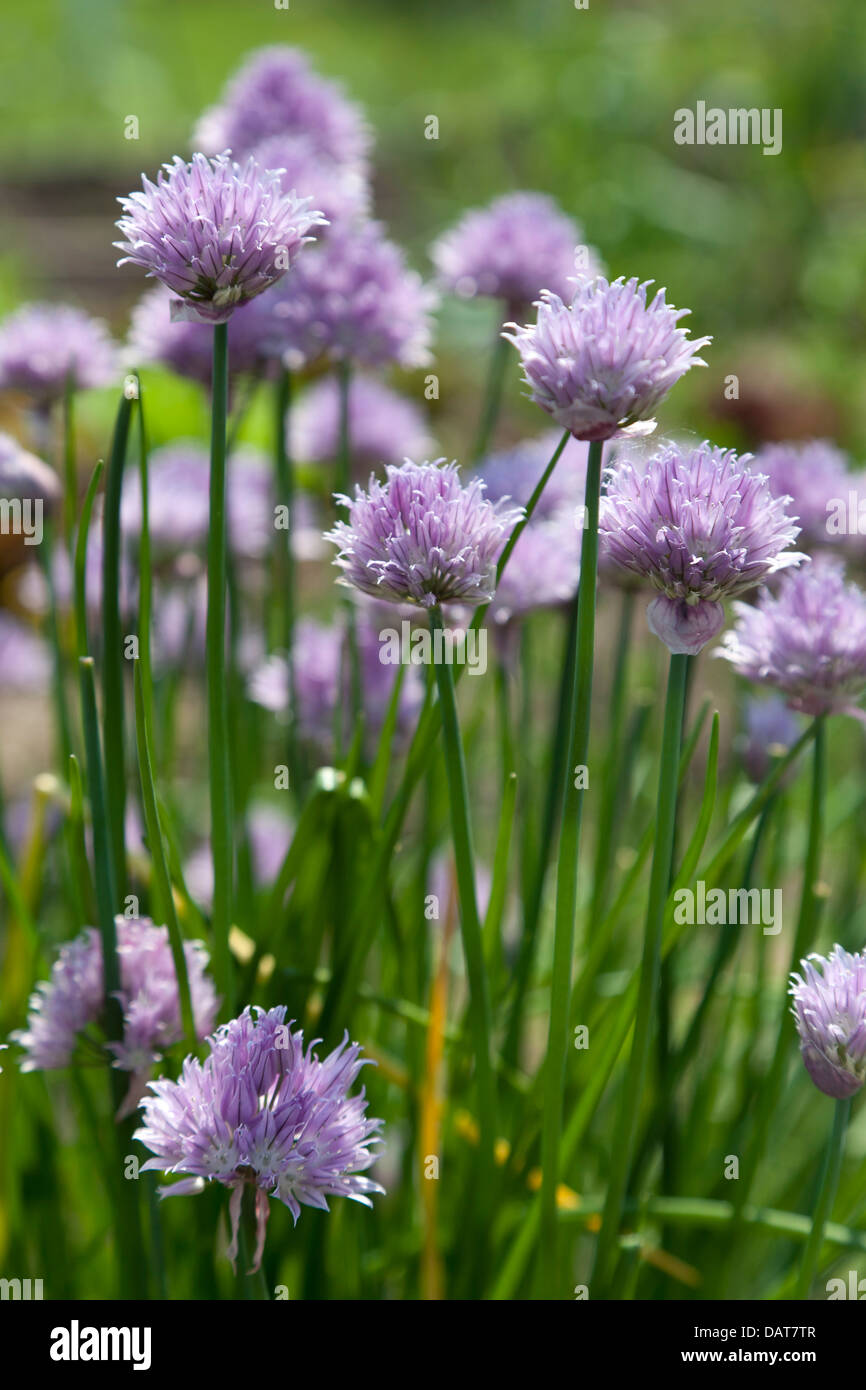 Floraison pourpre ciboulette Banque D'Images