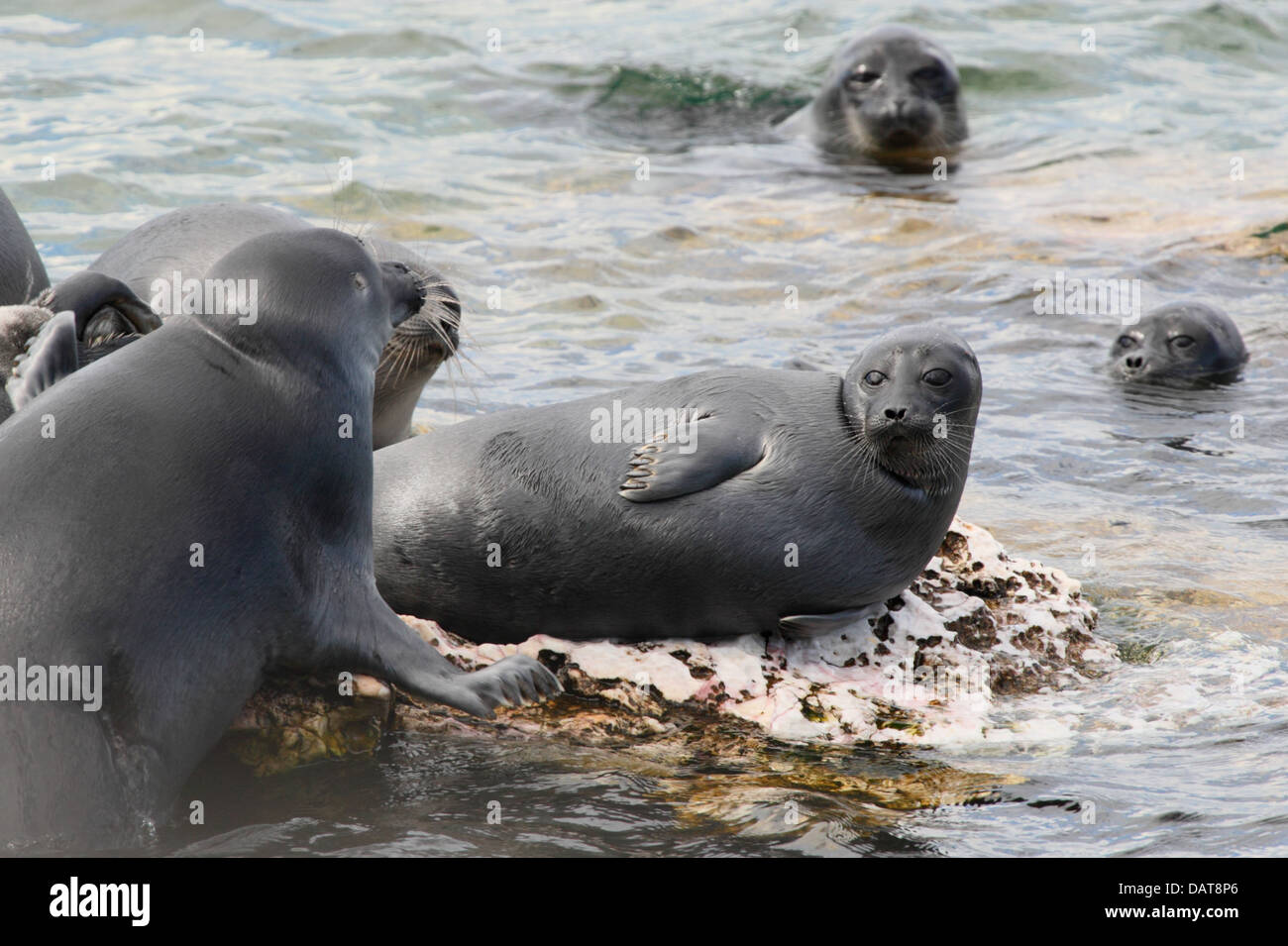 Le Baikal seal (Phoca sibirica nerpa ou) est une espèce de phoque earless endémique au lac Baïkal en Sibérie. Banque D'Images