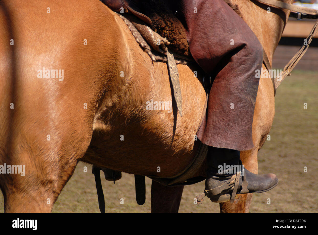 Man riding a horse Banque D'Images