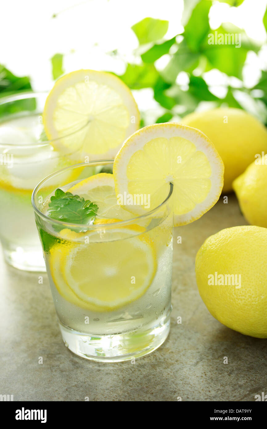 La limonade avec les citrons frais de plantes vertes Banque D'Images