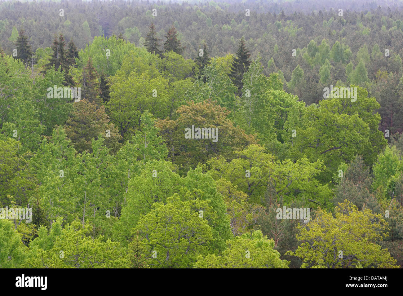De vieux arbres au printemps à Viidumae Saarema, parc national, de l'Estonie. Banque D'Images
