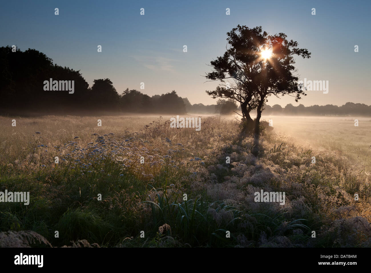 Rayons en étoile à travers la silhouette des arbres dans le Matin brumeux Banque D'Images