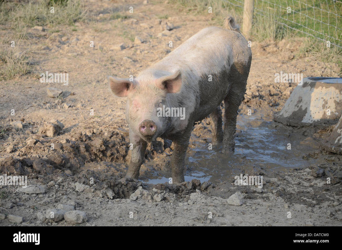 Pourquoi est-ce que les cochons aiment la boue ? Les porcs ne peuvent pas transpirer, et ne peut donc se tenir cool comme nous, les humains peuvent. Aide à étouffer la boue et les poux, parasites et sert également de bloc de soleil naturel de garder le soleil hors de leur corps. C'est un biothermal réponse à leur manque de capacité à dissiper la chaleur ; ils emerse eux-mêmes dans la boue s'il n'y a pas une grande baignoire ronde de l'eau fraîche pour eux de se baigner en eux-mêmes, ou s'il est trop sec pour toute la boue pour être trouvés. Les porcs n'ont pas de glandes de sueur donc pas la sueur et c'est pourquoi ils rouler dans la boue pour les refroidir. Banque D'Images