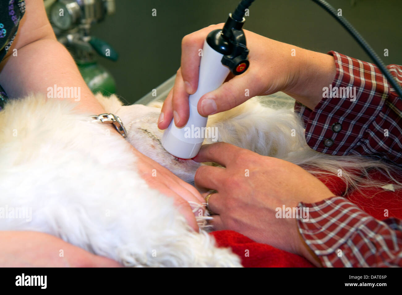 L'aide vétérinaire de la thérapie au laser sur un petit chien pour favoriser la guérison et stimuler l'écoulement de sang après la chirurgie à Boise, Idaho, USA. Banque D'Images