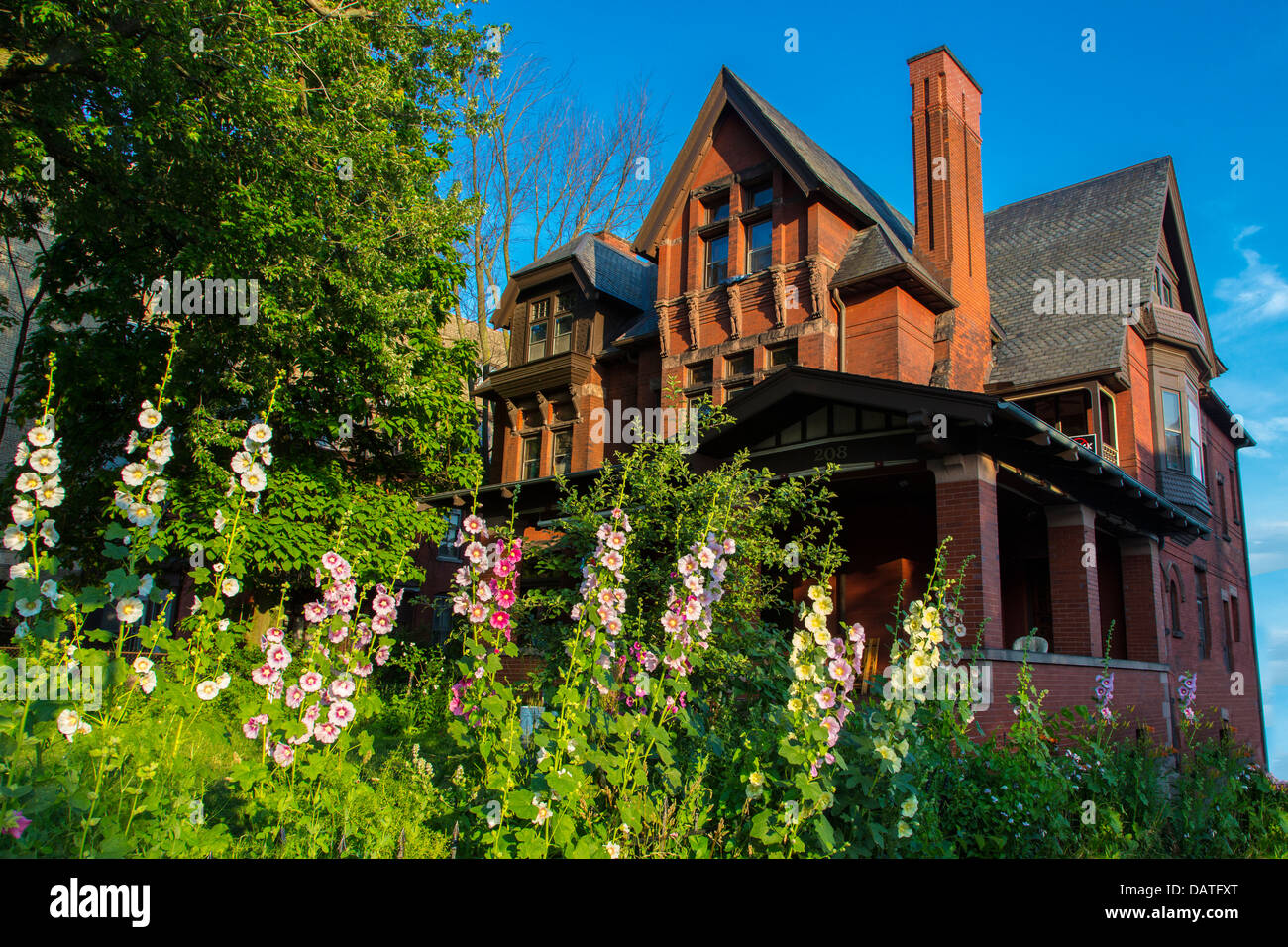 Alcea communément connu sous le nom de roses trémières en face de vieille maison à Buffalo, New York Banque D'Images