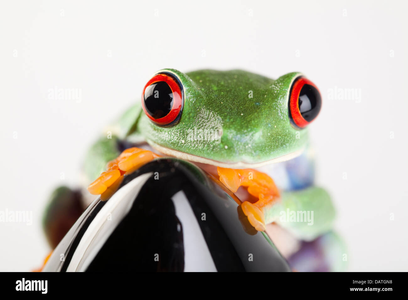 Frog - petit animal Red eyed Banque D'Images