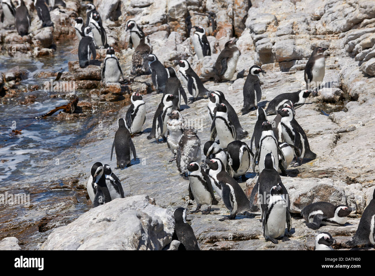 Colonie de Manchot Spheniscus demersus, sur des rochers, de Betty's Bay, Cape Town, Western Cape, Afrique du Sud Banque D'Images
