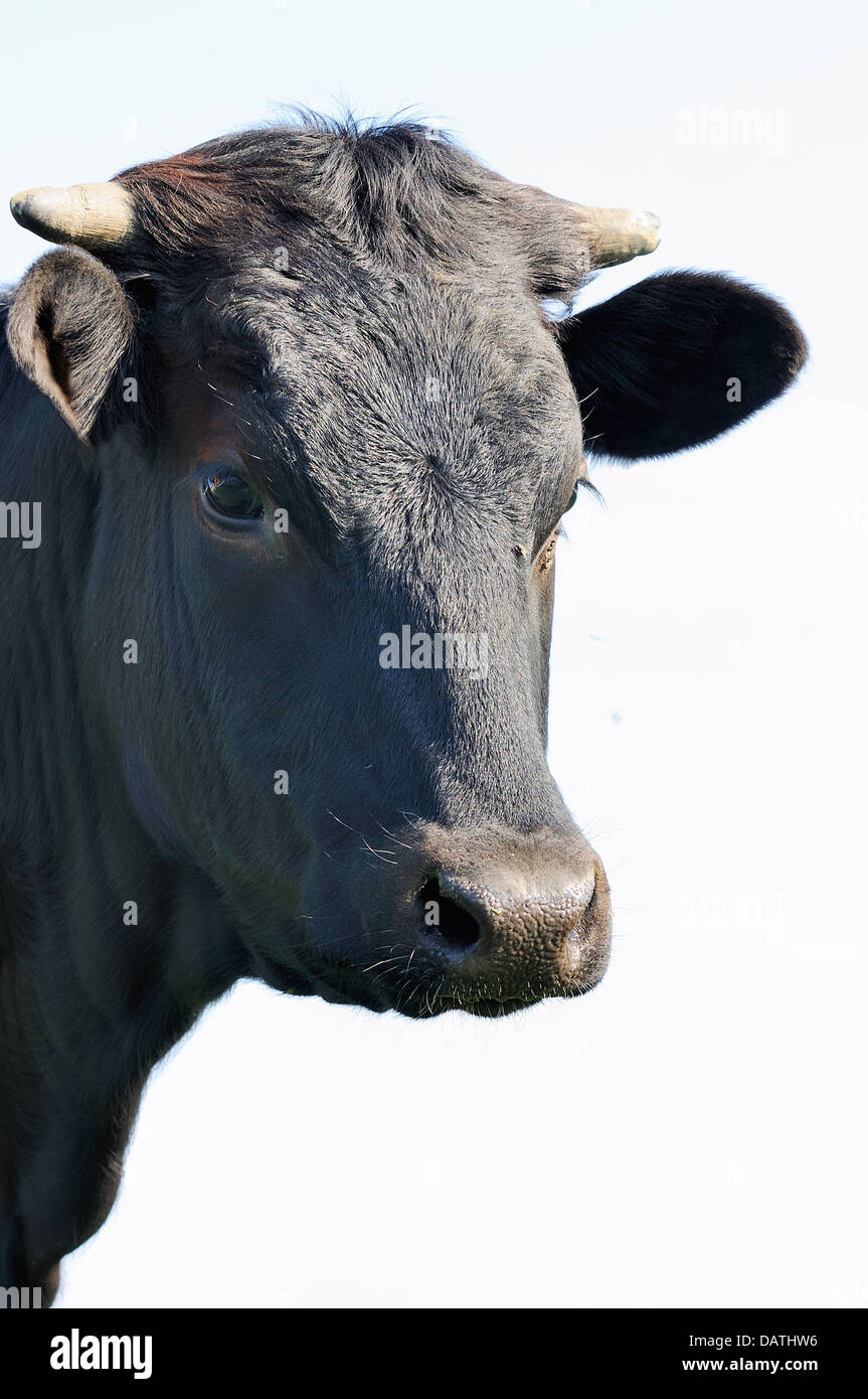 Taureau noir Banque D'Images