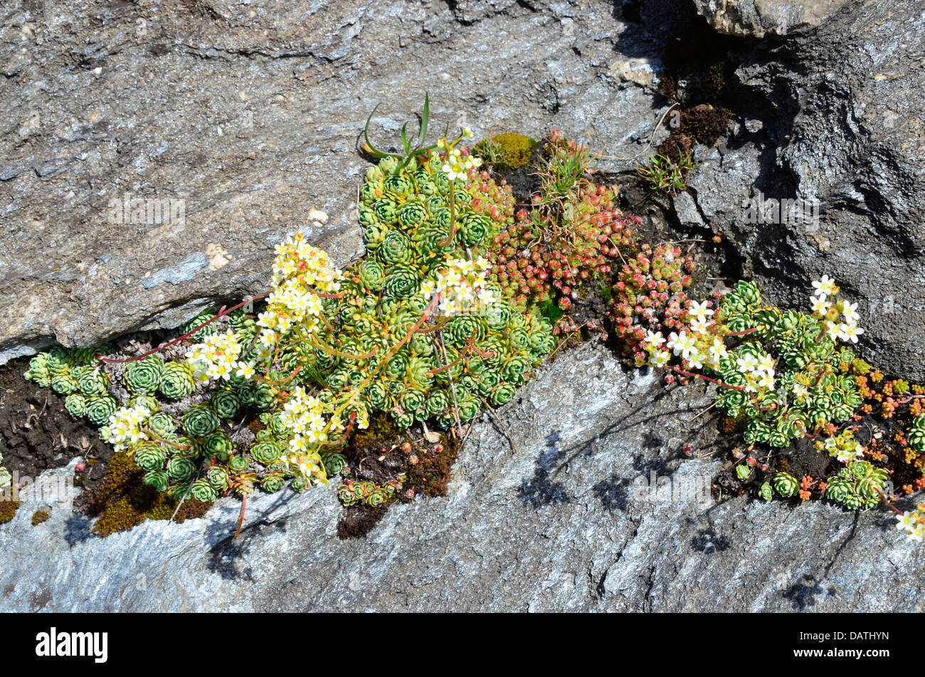 Un bel arrangement de white stonecrop autour d'un peu de rock dans la vallée de Fex, Suisse. Banque D'Images