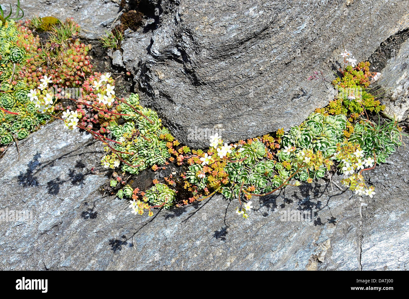 Un bel arrangement de white stonecrop autour d'un peu de rock dans la vallée de Fex, Suisse. Banque D'Images