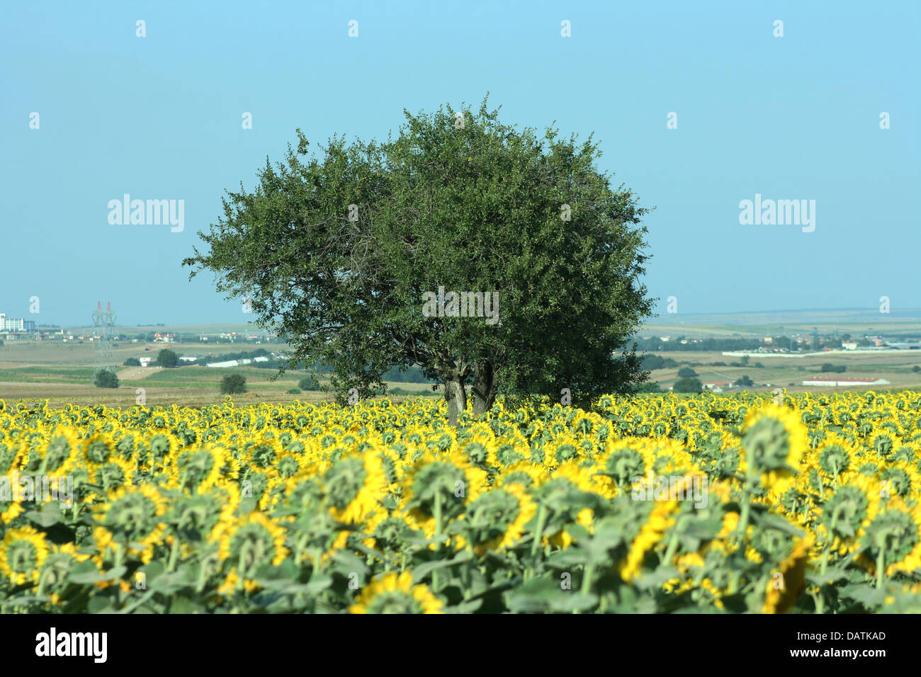 Lonely Tree in Sunflower Field Banque D'Images